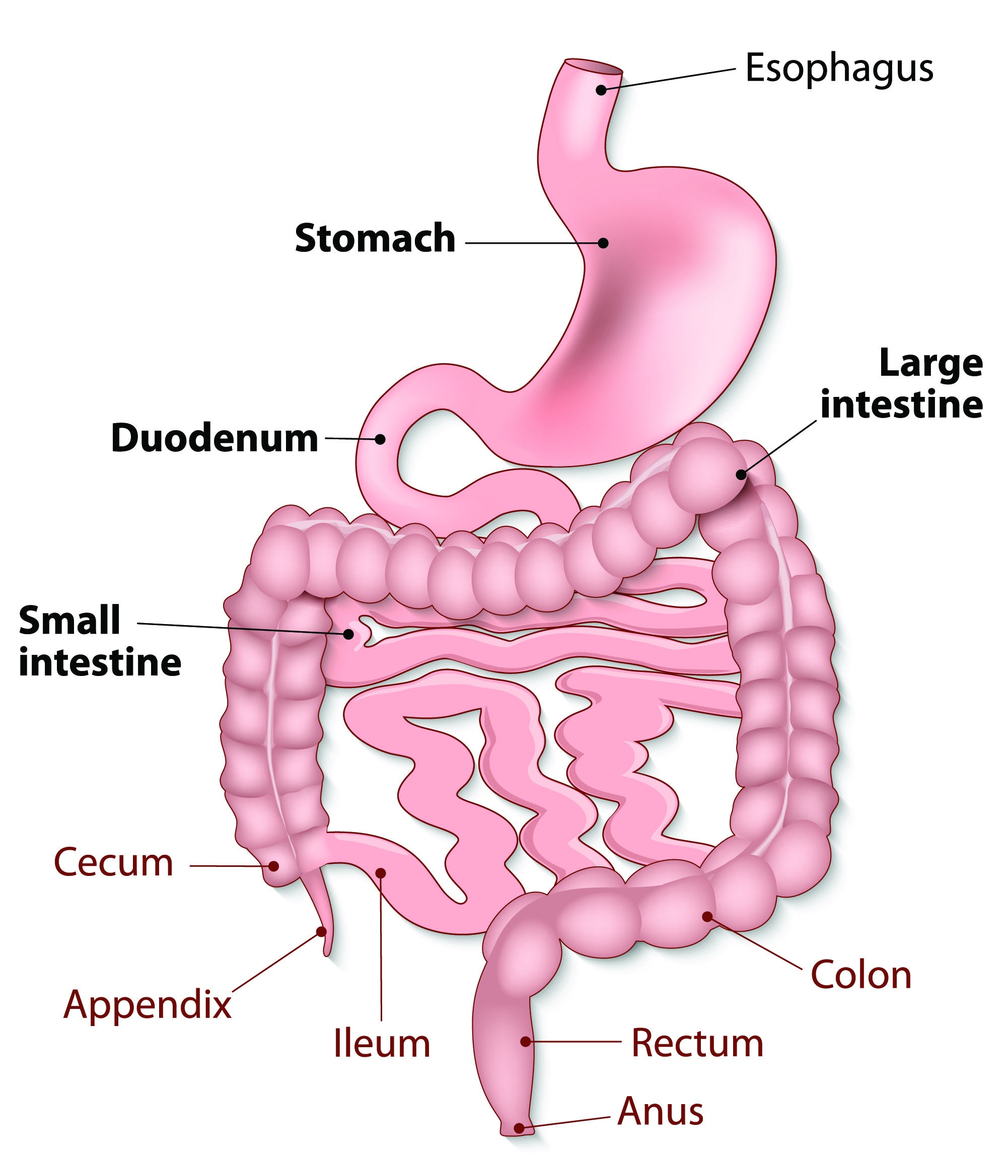 How Your Gastrointestinal Tract Works MU Health Care