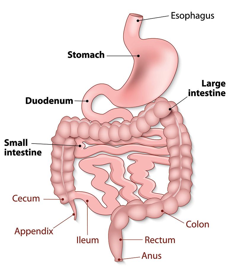 digestive system small intestine